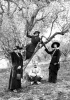 Digne, 1915: Louis; Genevive, Paule, Toinon