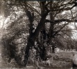 1928 - St Vincent