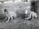 Aix, juillet 1945: Anne et Catherine