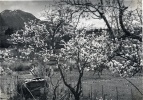 Printemps  Digne - 1941 : sommet de Cousson