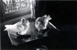 pigeons de Lalique
