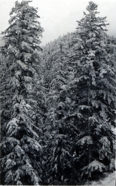 Toussaint 1938