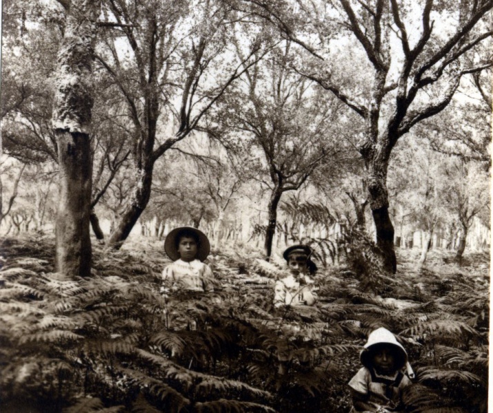 Mimizan, 1913: Jacques, X, Henri