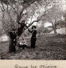 Digne, 1915: Genevive, Louis; Paule, Toinon