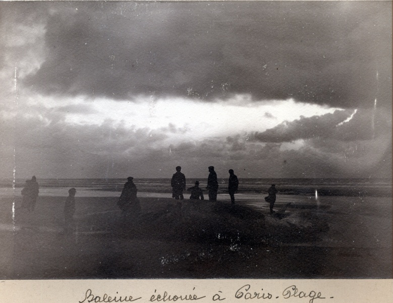 Paris-plage, fvrier 1916: baleine choue